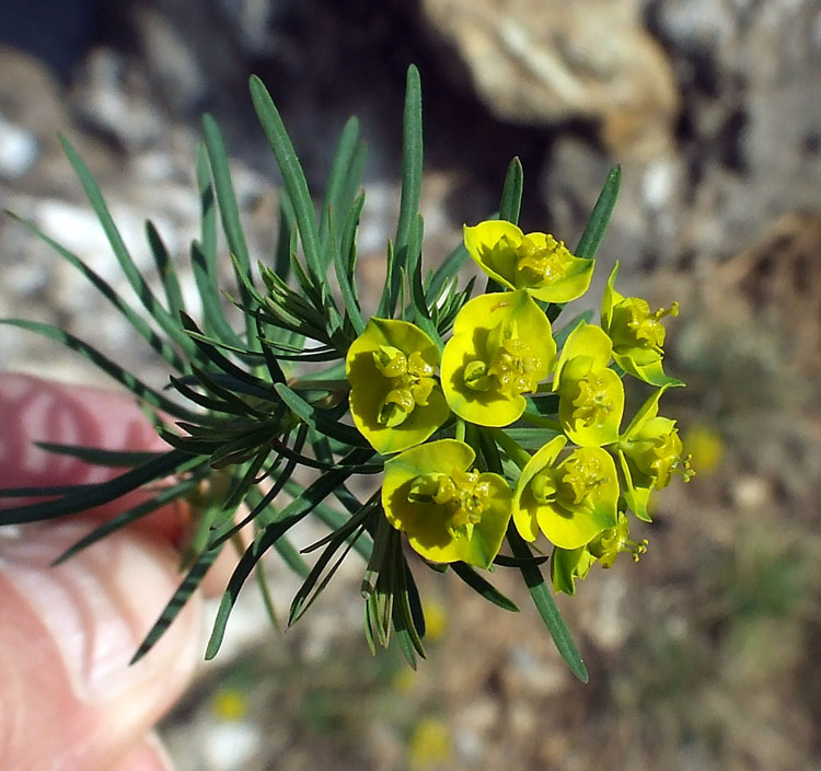 Euphorbia cyparissias / Euforbia cipressina